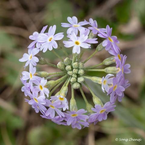北京刷山寻春花：记录美丽！