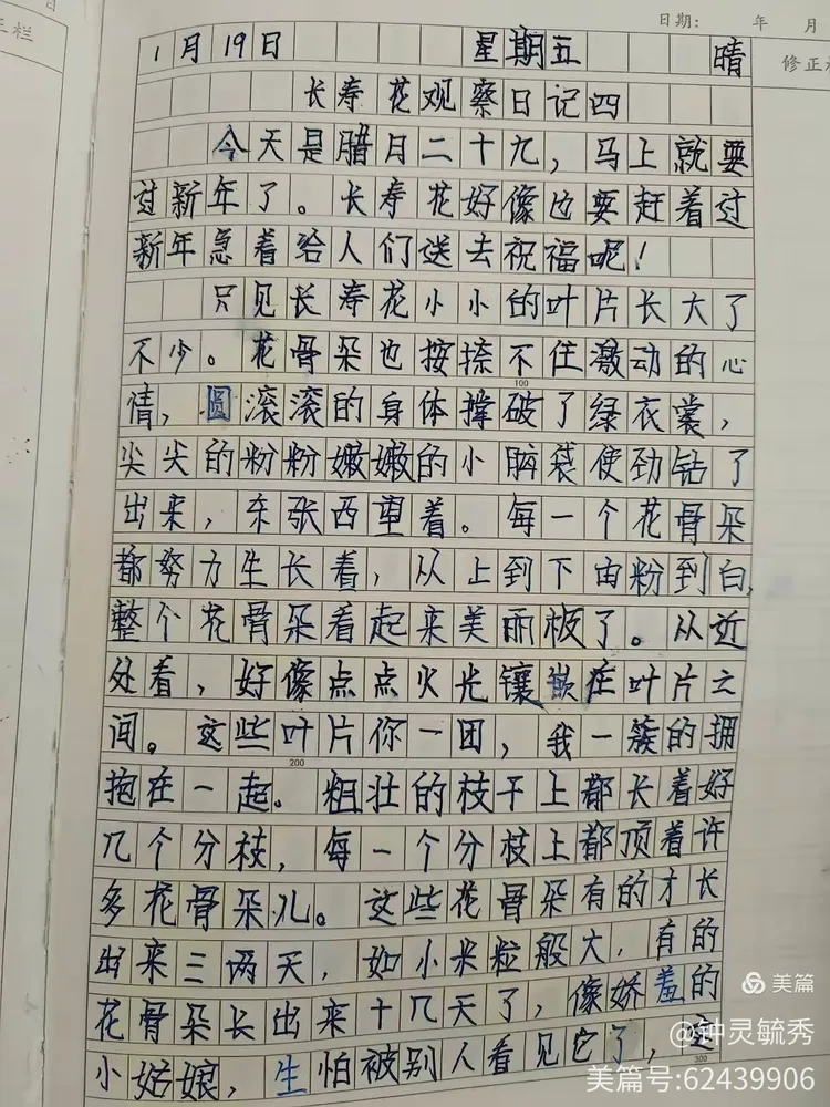 长寿花的观察日记400字四年级(长寿花的观察日记400字四年级怎么写)