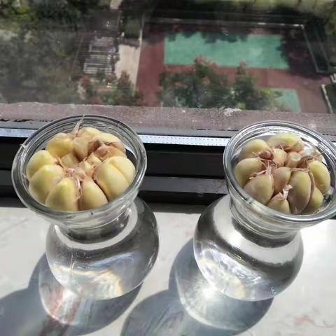 水培大蒜的观察日记
