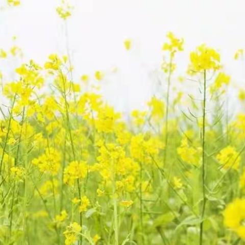 黄茅洲镇红旗小学 新春致辞