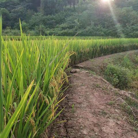 谁动了我的心的美篇