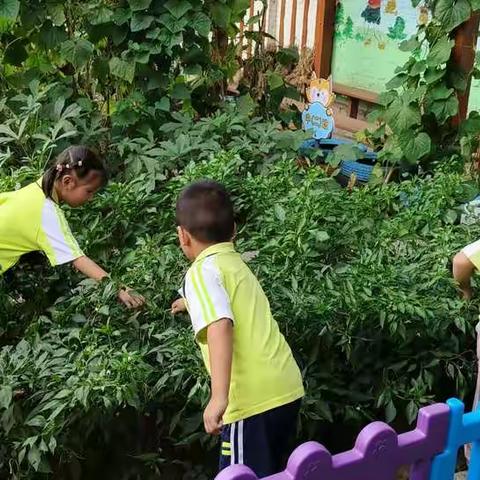 播种希望，收获成长——垛石街道中心幼儿园中二班种植区播种收获篇