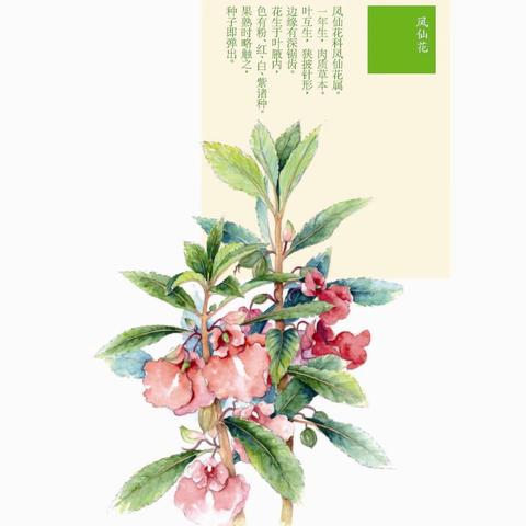 凤仙花💐的种植（四年级下册）