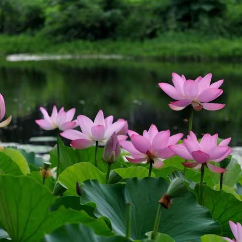 荷花