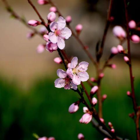 人间四月芳菲尽    山寺桃花始盛开