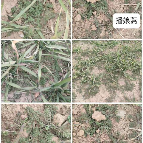 礼泉县春季麦田化除技术