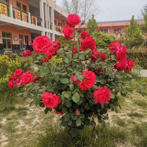 让“双减＂政策落实落细落地，努力办好人民满意的教育------芦岗乡乔寨小学