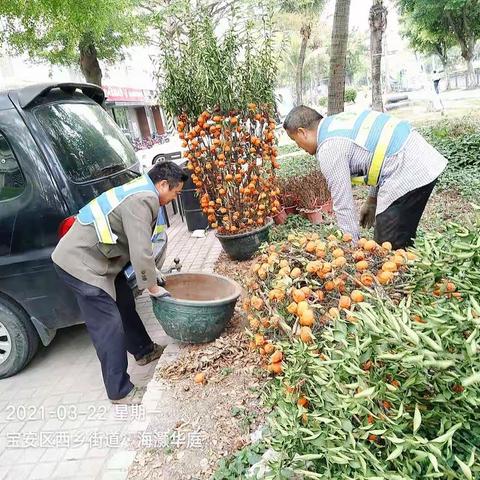 【宝安区城市管理和综合执法局】宝安区3月22日年花年桔收运工作顺利完成