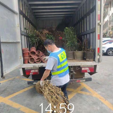 【宝安区城市管理和综合执法局】宝安区4月21日年花年桔收运处理工作顺利完成