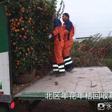 【宝安区城市管理和综合执法局】宝安区3月23日年花年桔收运处理工作顺利完成