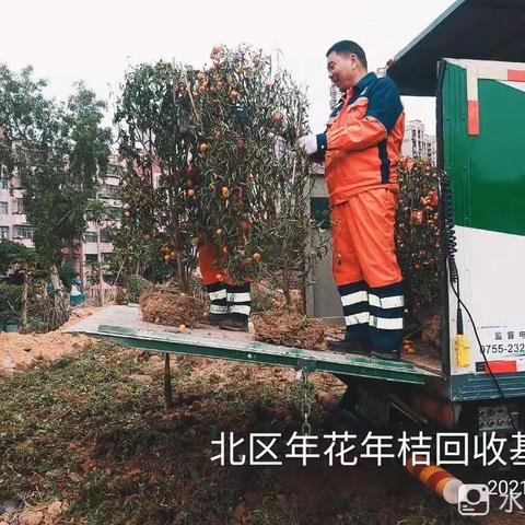 【宝安区城市管理和综合执法局】宝安区3月24日年花年桔收运处理工作顺利完成