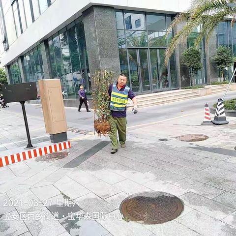 【宝安区城市管理和综合执法局】宝安区3月27日年花年桔收运处理工作顺利完成