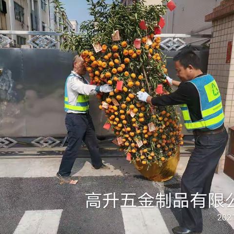 【宝安区城市管理和综合执法局】宝安区3月19日年花年桔收运工作顺利完成