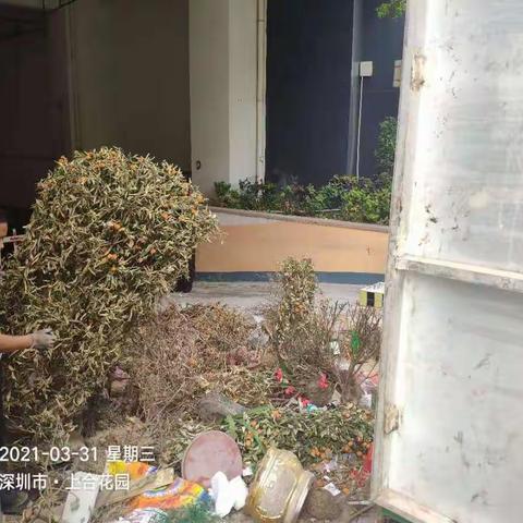【宝安区城市管理和综合执法局】宝安区3月31日年花年桔收运处理工作顺利完成