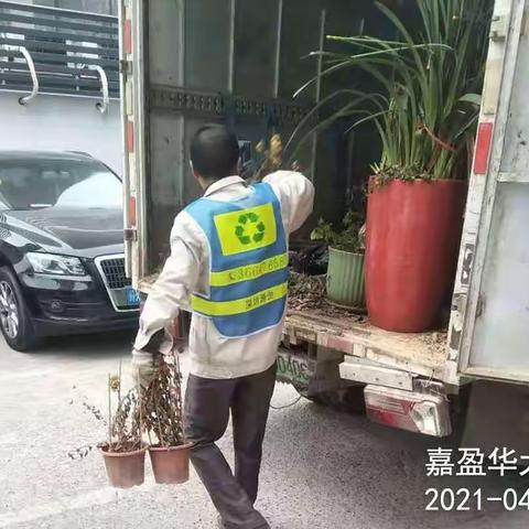 【宝安区城市管理和综合执法局】宝安区4月8日年花年桔收运处理工作顺利完成