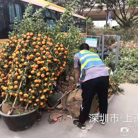 【宝安区城市管理和综合执法局】宝安区3月14日年花年桔收运工作顺利完成