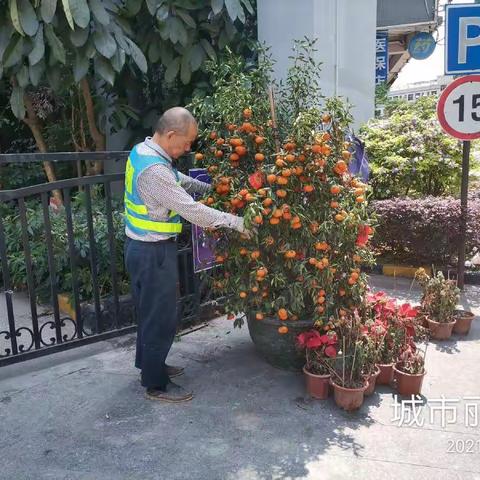 【宝安区城市管理和综合执法局】宝安区3月20日年花年桔收运工作顺利完成