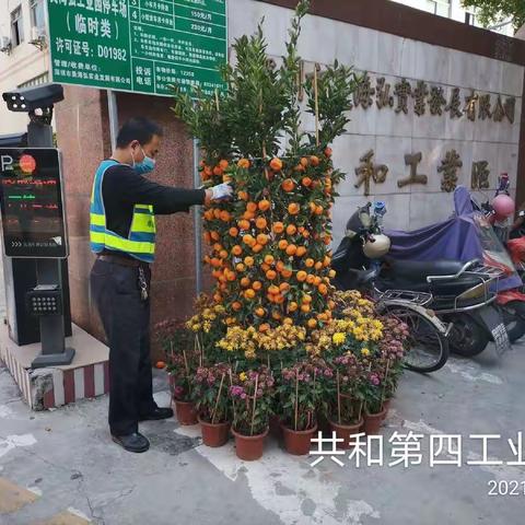 【宝安区城市管理和综合执法局】宝安区3月17日年花年桔收运工作顺利完成