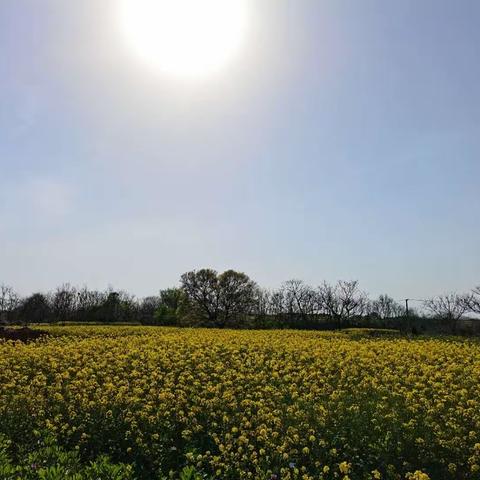 春暖花开，春游正当时—下仓中小春游活动报道