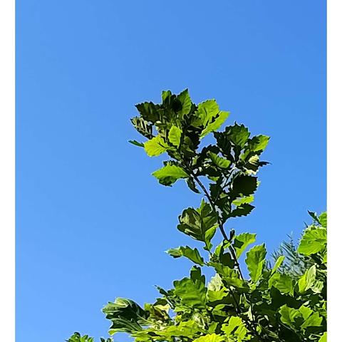 老花传奇的美篇