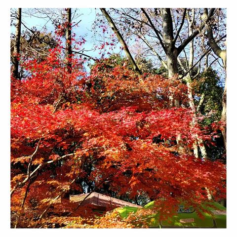 冬日里斑斓的色叶树