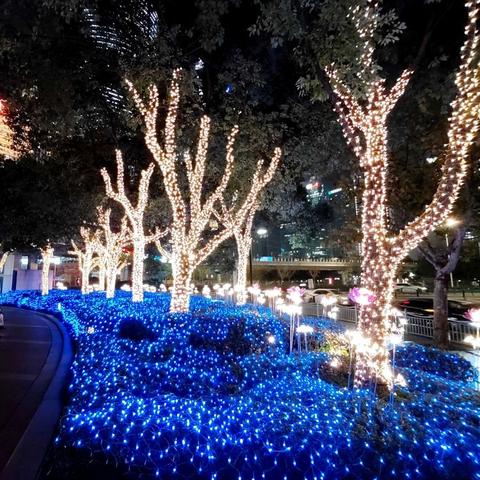 老花传奇的美篇