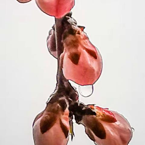 春天的脚步（二）