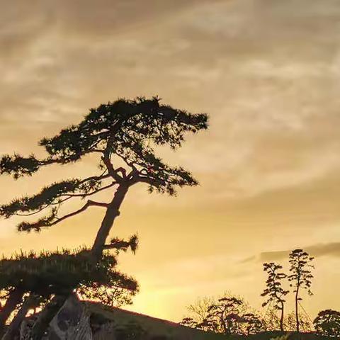 2021我手机镜头中的京华四季（二）——松院绮云