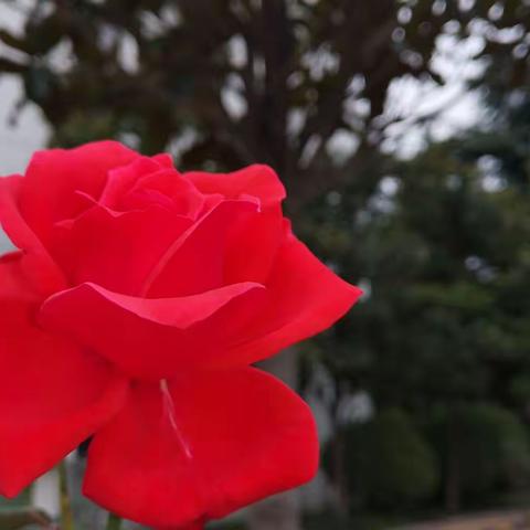 最娇艳月季花