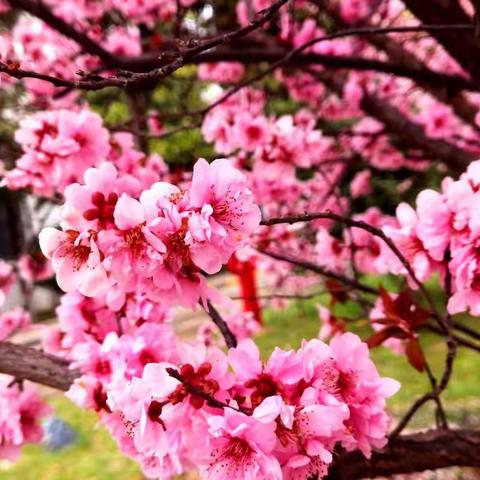 春暖花开  奔你而来