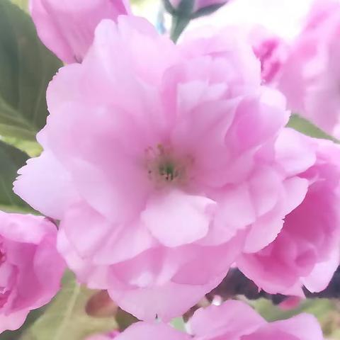 本是同根樱，娇艳何太急