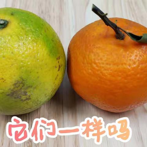 “柑”🍊“橙”相对～