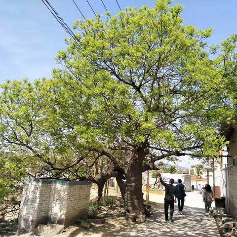 涉村镇东涉村：共建美丽庭院 助力乡村振兴
