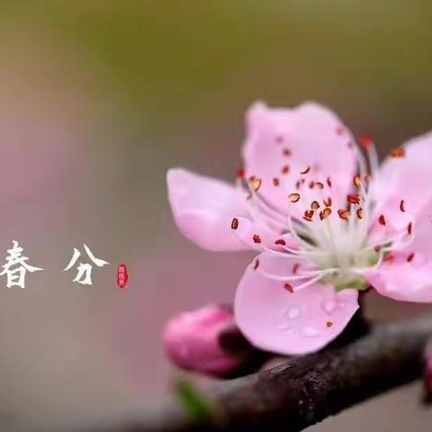 知“春分”，戏“春分”，品“春分”🌸🌸🌸