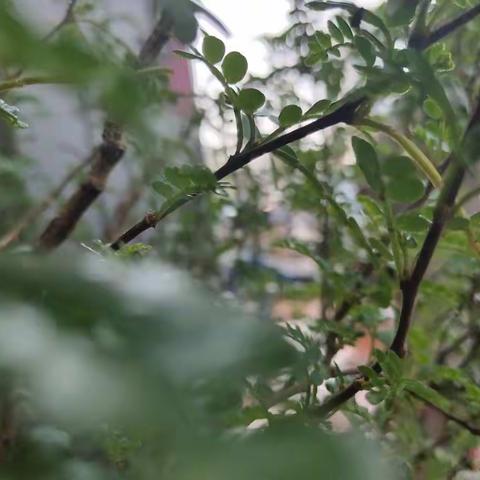 清明节踏青。