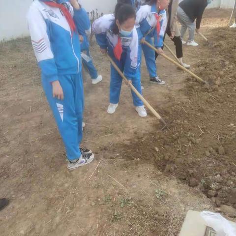 “我劳动我快乐，种植园里收获多”——灵武市第二小学五年级(2)班种植园学生实践活动纪实