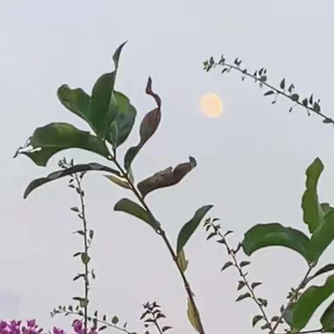 《龙韵诗情》之“豪情涛涌凌日月”