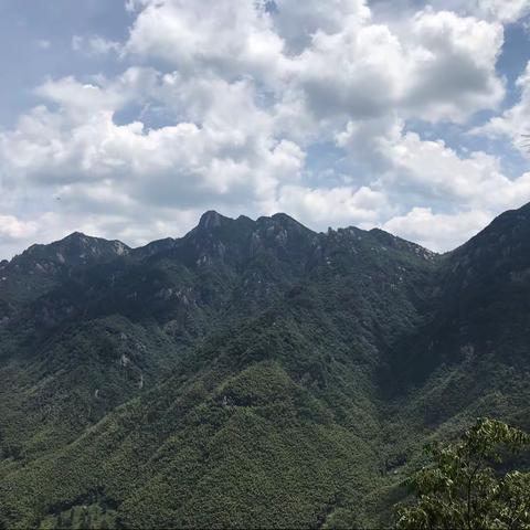 《龙韵诗情》之《九华山偶遇🐝》
