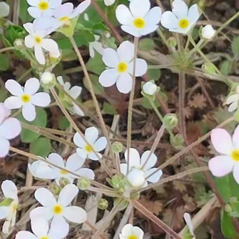 我的抗疫小日记