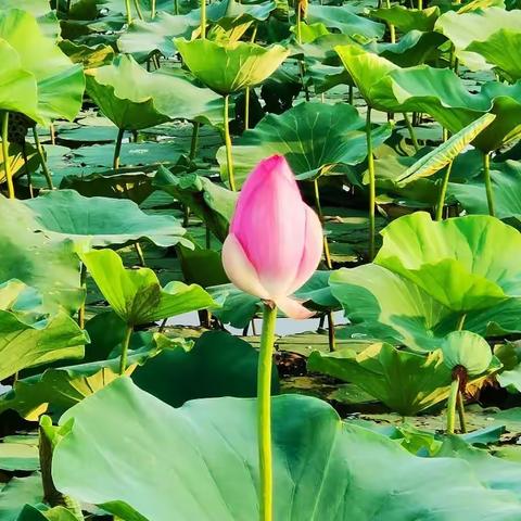 第三实验小学2020级5班2组的暑假生活