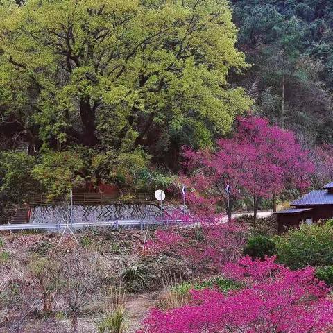 春有约~花不误