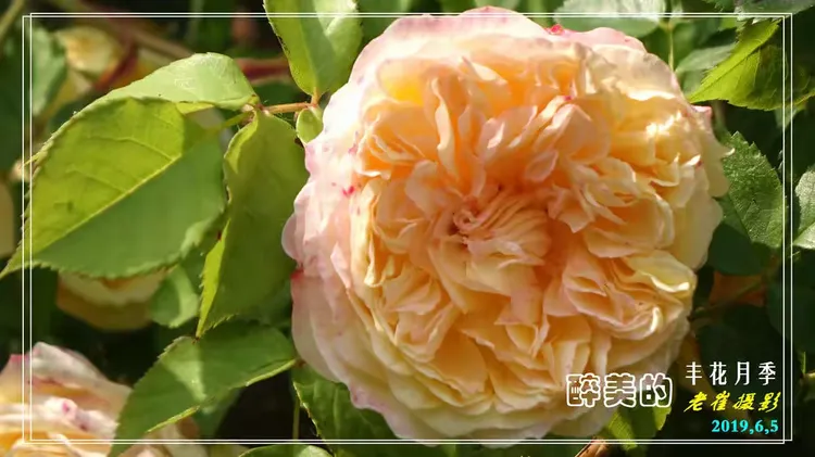 丰花月季品种排名表大全及价格