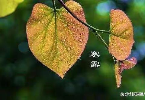 寒露重重 疏雨潇潇—乌市第80小学教育集团天汇校区（乌鲁木齐市第八十一中学）寒露节气活动