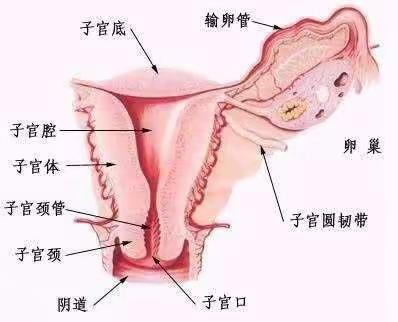 六医妇科科普（一）小宫腔，大世界（副本）