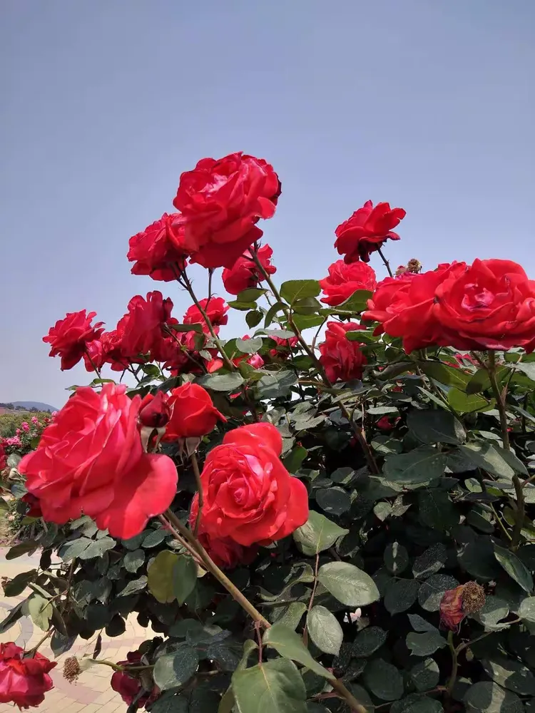 龙玫瑰最新视频下载网站_龙玫瑰最新视频下载网站在线观看 龙玫瑰最新视频下载网站_龙玫瑰最新视频下载网站在线观看