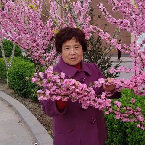 金猪贺岁古城新～～蔚蓝诗词美篇之一
