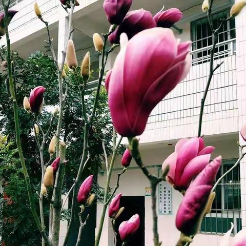 习惯影响一生——峨山县富良棚中心小学养成教育篇