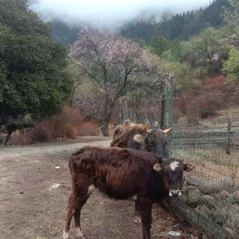 西藏梭罗日记 第四天