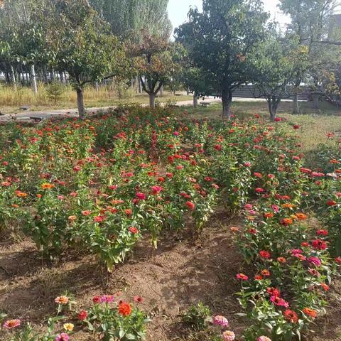 探索自然之美与园艺艺术的结合