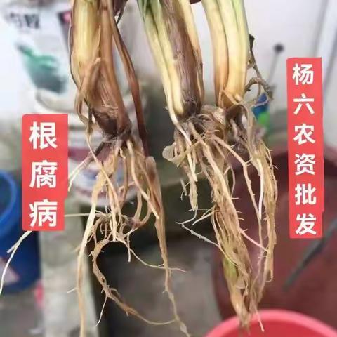 小麦长势差，问题出在哪？您家小麦有这样的吗？